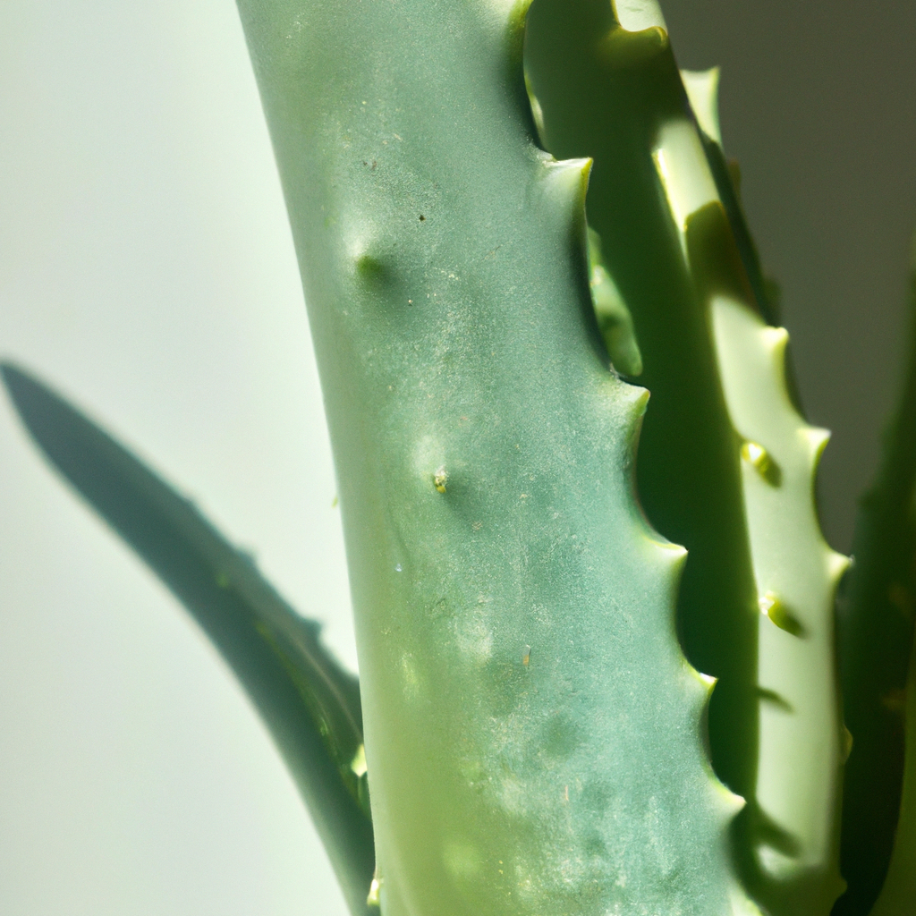 Puede El Aloe Vera Reducir Las Manchas Oscuras?