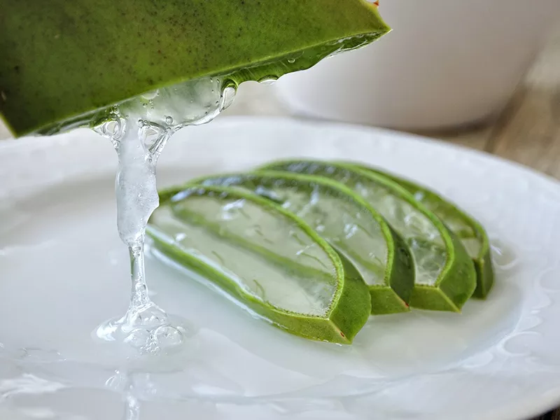 Se Puede Comer Aloe Vera?